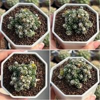 ราคา Astrophytum lizardskin monst แอสโตรลิซาส์ดสกินมอนส์ ไม้เมล็ด3 pot กระบองเพชร เเคคตัส (26041143641)