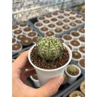 ราคา Gymno ยิมโนไดโนเสาร์ 3 pot กระบองเพชร เเคคตัส (44409271652)