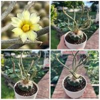 ราคา Caput medusa คาปุด เมดูซ่า 3 5 pot (43359363989)