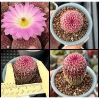 ราคา Echinocereus Rigidissimus Rainbow Cactus เรนโบว์แคคตัส 2 pot (43109363859)