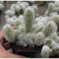 ราคา Espostoa Lanata monst เอสโพทัวมอนส์ 3 pot กระบองเพชร เเคคตัส (41509367995)