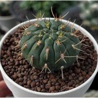 ราคา Gymnocalycium euripleurum หนามเปลว กระบองเพชร เเคคตัส (28291113392)