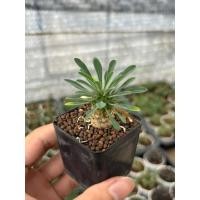 ราคา Euphorbia Japonica ยูโฟเบียคนป่า 2 pot (44259306017)