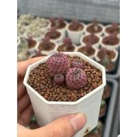 ราคา Sulcorebutia rauchii strawberry สตอเบอรีแคคตัส 3 pot (43509296032)