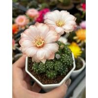 ราคา 5แถม1 โลบิเวีย ไม้ดอกสีสวยๆ ออกดอกเก่ง ล้อตที่12 กระบองเพชร แคคตัส (41172915210)