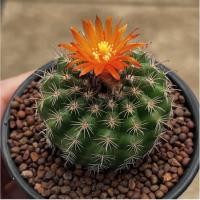 ราคา Parodia พาโรเดีย 3 pot กระบองเพชร เเคคตัส (40067491482)