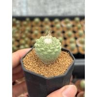 ราคา Strombocactus disciformis สตรอมโบแคคตัส rare 3 pot กระบองเพชร เเคคตัส (26588896728)