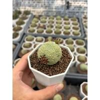 ราคา Pseudolithos คางคกแคคตัส 3 pot กระบองเพชร เเคคตัส (43809267133)