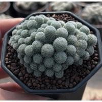 ราคา Mammilaria Microthele montrose แมมนกฮูกมอนส์ กระบองเพชร เเคคตัส (43516175282)