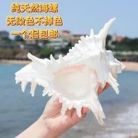 ราคา ธรรมชาติขนาดใหญ่หอยสังข์สีขาวพันมือสังข์ตกแต่งบ้านตู้ปลาการจัดสวนพิพิธภัณฑ์สัตว์น้ําตกแต่งเปลือกขนาดใหญ่หอยสังข์ 55WX (29990921644)