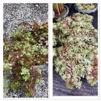 ราคา ต้นกระจับแก้ว กระจับญี่ปุ่น ไม้น้ำประตู้ปลา อ่างปลา (43175932145)