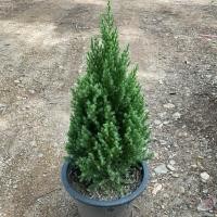 ราคา สนไทรเงิน วัดจากปากกระถาง 50 cm กระถาง11 (42203111488)