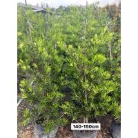 ราคา ต้นสนใบพายญี่ปุ่น ไม้มงคล สนจักรพรรดิ์ หลิวอรหันต์ 140 150cm (25944727293)