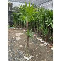 ราคา ต้นจั๋ง ไม้ฟอกอากาศ ไซร 1 5 1 7 เมตรต้นสวย พร้อมส่ง (42607515672)