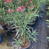 ราคา ต้นยี่โถ สีชมพู ติดดอก พร้อมส่ง กระถาง10 นิ้ว (42425193772)