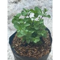 ราคา ต้นสาระแหน่ Lemon Balm กลิ่นใบหอม ใช้ทำลาบ ใส่ชุบหน่อไม้ กลิ่นหอมมาก นิยมปลูกไว้ทำผักสวนครัว ถุงเพาะ5 (41510606284)