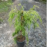 ราคา ต้นหลิวออสเตรเลีย หรือ หลิวแคระ เป็นไม้ที่ปลูกง่ายและมีใบที่สวยงาม พริ้วไหว เหมาะสำหรับปลูกประดับสวน กระถาง8 (43506685058)