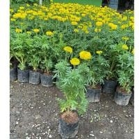 ราคา ดอกดาวเรือง 25 35cm ถุงเพาะ 5 ขั้นต่ำ3ต้น (43359269567)