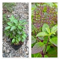 ราคา ต้นกระเพราแดง ใบหอมมาก ผักสวนครัวไทย ถุงเพาะ5 (26239245783)