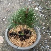 ราคา สนดำญี่ปุ่น Bonsai Japanese black pine กระถาง 8 (44500668703)