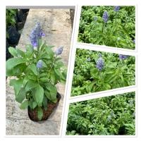 ราคา ต้นบลูซัลเวีย Blue salvia ดอกไม้แทนความคิดถึง ไม้ดอกสู้แดด ขั้นต่ำ 3 ต้น (43960928205)