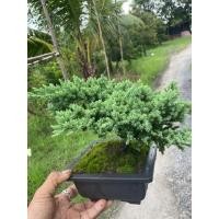 ราคา สนเลื้อยจูนิเปอร์ กระถางตามรูป (41468935755)