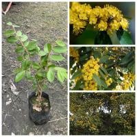 ราคา ต้นรวงผึ้ง ต้นสูง30 40ซม ต้นรวงผึ้ง ต้นไม้มงคลโบราณ ไม้หอมไทยแท้ กลิ่นหอมรัญรวน ชวนพิศมัย ไม้น่าปลูกติดบ้าน ไม้นิยม (41620266341)