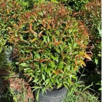 ราคา ต้นคริสติน่า ไม้มงคล ทรงพุ่มกลม ฟอร์มสวยน่ารัก 50 70cm (56350160382)