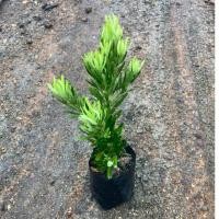 ราคา ต้นสนใบพายญี่ปุ่นสูง30 40cm (52500495833)