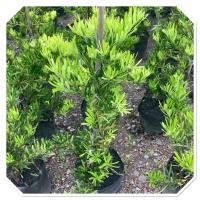 ราคา ต้นสนใบพายไม้มงคล ไม้ใบสวยถุงเพาะ8 สูง80 100cm (51500392250)