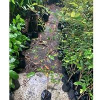 ราคา ต้นรวงผึ้งไม้มงคลสูง60 80cm (46400520494)