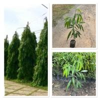 ราคา ต้นอโศกอินเดีย Polyalthia longifolia ไม้ประดับให้ร่มเงา 80 100cm (44403121217)