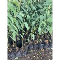 ราคา ต้นกล้ายูคาลิปตัส แข็งแรง ทนแล้ง มีประโยชน์น่าปลูก (44363663629)