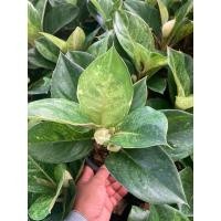 ราคา ต้นอโกนีมากำไรหยก ไม้มงคล ต้นสูง15 20ซม (44351580240)