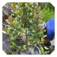 ราคา ต้นลำแพน ไม้มงคล ต้นใหญ่ 80 100cm (44310428351)