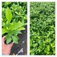 ราคา ต้นพุดซ้อน พุดดอกหอม ไม้มงคล 1ชุด10ต้น (44308611747)