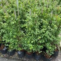 ราคา ต้นโมก ไม้มงคล นิยมปลูกเป็นแนวรั้ว 80cm 100cm 120cm 150cm (44202047892)