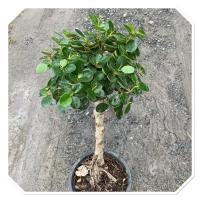 ราคา ต้นช้อนเงินช้อนทอง ไม้มงคล กระถาง11 (43954304503)