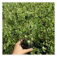 ราคา ต้นหัวใจเศรษฐี สาริกาเรียกทรัพย์ ไม้มงคล ต้นสวยตามรูป ขั้นต่ำ 10 ต้น (43905078664)