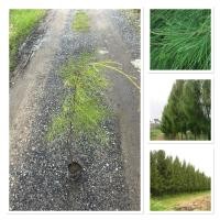 ราคา ต้นสนประดิพัทธ์ สนทะเล สนปฏิพัทธ์ ต้นสูง80 100ซม ไม้ยอดนิยม ไม้ประดับ น่าปลูก ไม้เศรษฐกิจ ประโยชน์รอบด้าน ปลูกง่าย ทนแดด (43854878979)