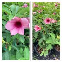 ราคา ต้นยี่โถดอกสีม่วง ไม้ประดับ ปลูกง่าย ออกดอกตลอดปี (43759707323)