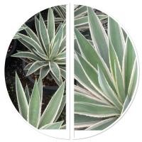 ราคา ต้นอากาเว่ ดาวกระจาย ไม้ประดับจัดสวน กระถาง11 (43607063749)