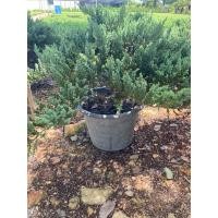 ราคา ต้นสนเลื้อยจูนิเปอร์นิยมนำมาทำบอนไซกระถาง15 (43601461784)