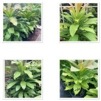 ราคา ต้นจิกเศรษฐีไม้มงคล กระถาง15 สูง100 150cm (43557198497)