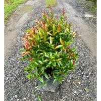 ราคา ต้นคริสติน่า ไม้มงคล ไม้ประดับหรือจัดสวน ต้นสวยพร้อมส่ง 50 70cm ถุง8นิ้ว (43522935478)