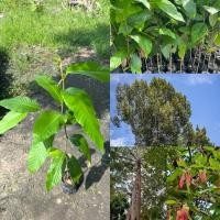 ราคา ต้นยางนา ต้นสูง40 60ซม ราดเชื้อเห็ด รากนิยมมาทำเชื้อเห็ด ต้นไม้ประจำถิ่นไทย ไม้ร่มเย็น ไม้เนื้อแข็ง ต้นไม้น่าปลูก (43351231917)