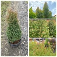 ราคา ต้นสนหอม ต้นสนหอมไล่ยุง ต้นสูง45 60ซม กระถาง10นิ้ว มีกลิ่นหอม ทรงเจย์ดีสวยงาม เหมาะปลูกไว้ประดับบ้าน (43070275289)