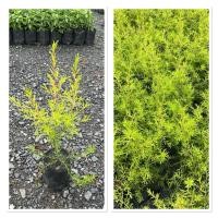 ราคา ต้นหลิวทอง หลิวนำโชค ไม้มงคล ช่วยปรับฮวงจุ้ยของบ้าน ขั้นต่ำ 3 ต้นนะจ๊ะ 20cm ถุงเพาะ 4 (43055890602)