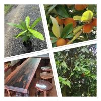 ราคา ต้นมะริด ไม้ป่าหายาก ไม้โบราณหายาก ไม้ป่าเศรฐกิจราคาแพง 20 30ซม (42805058465)