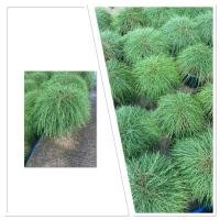 ราคา สนออสเตรเลีย สนผมตก กระถาง11นิ้ว เหมาะสำหรับจัดสวนเลี้ยงง่าย (42505226358)